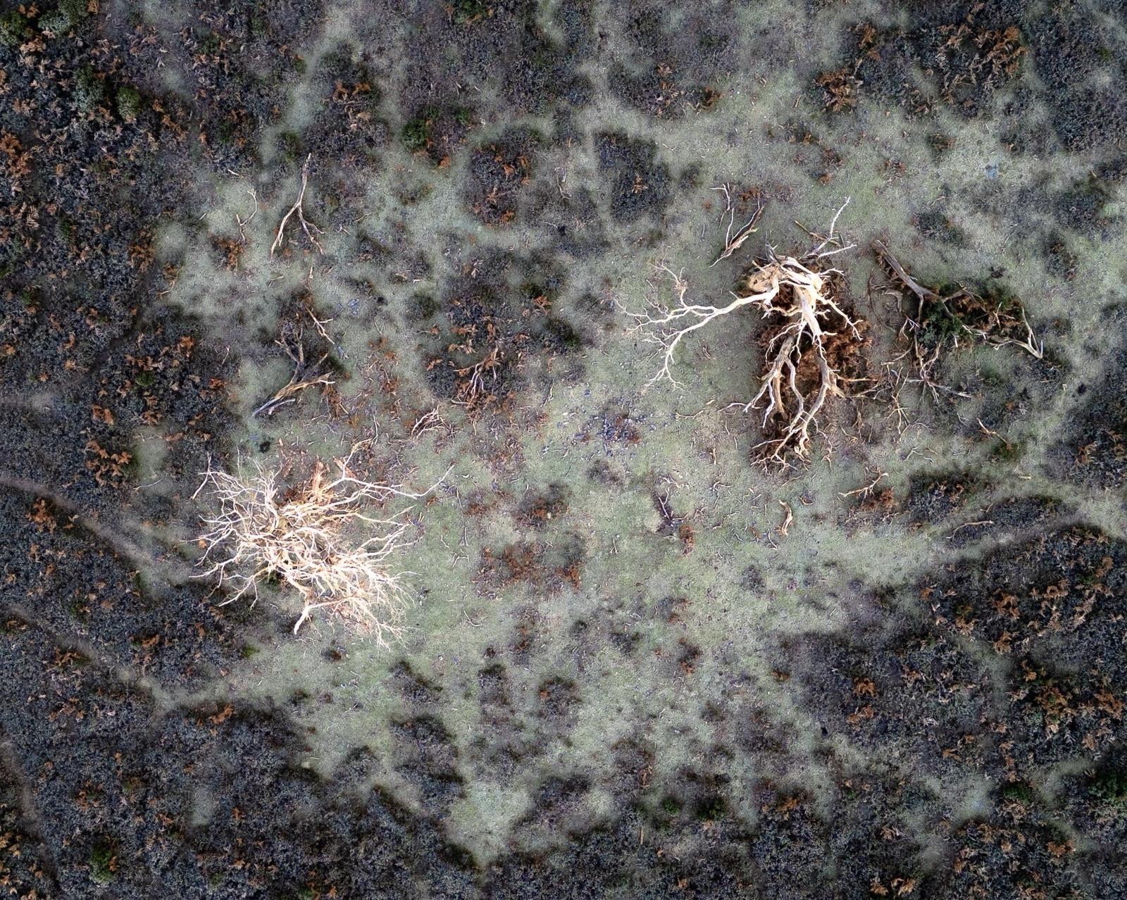Drone view of bleached skeletal remains of trees near Canadian Memorial, New Forest