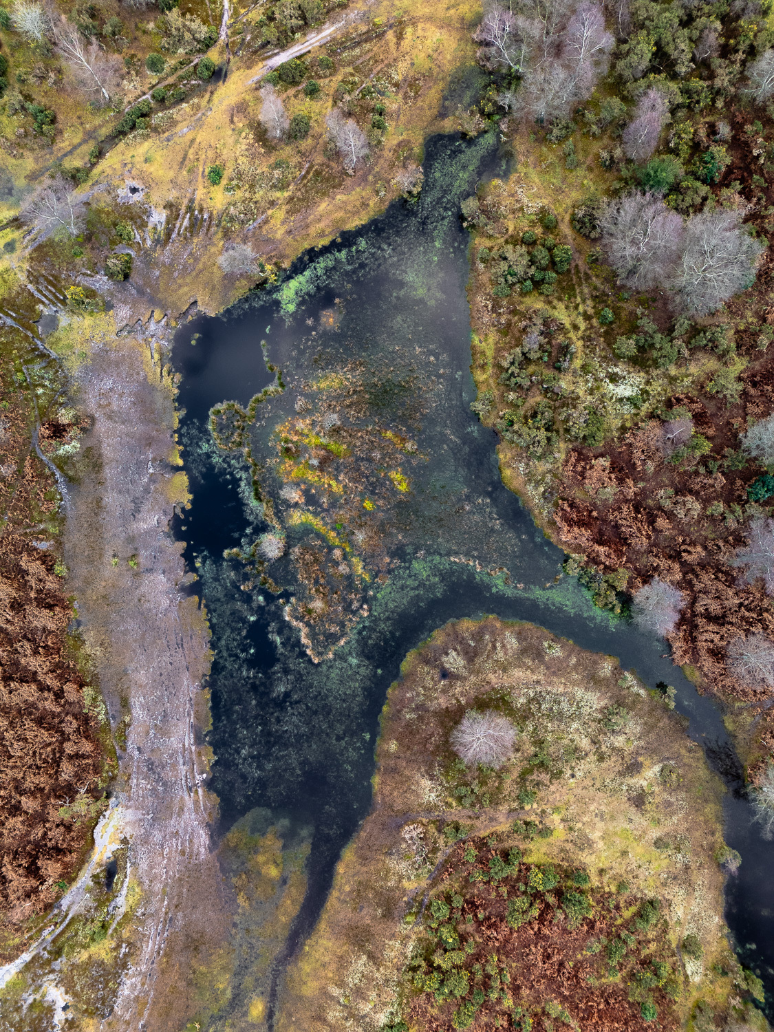 New Forest bog, Cadnam Bog, Hampshire