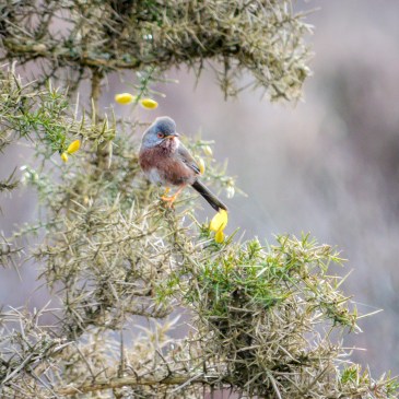 Photo of a Dartford Warbler in a gorse bush
