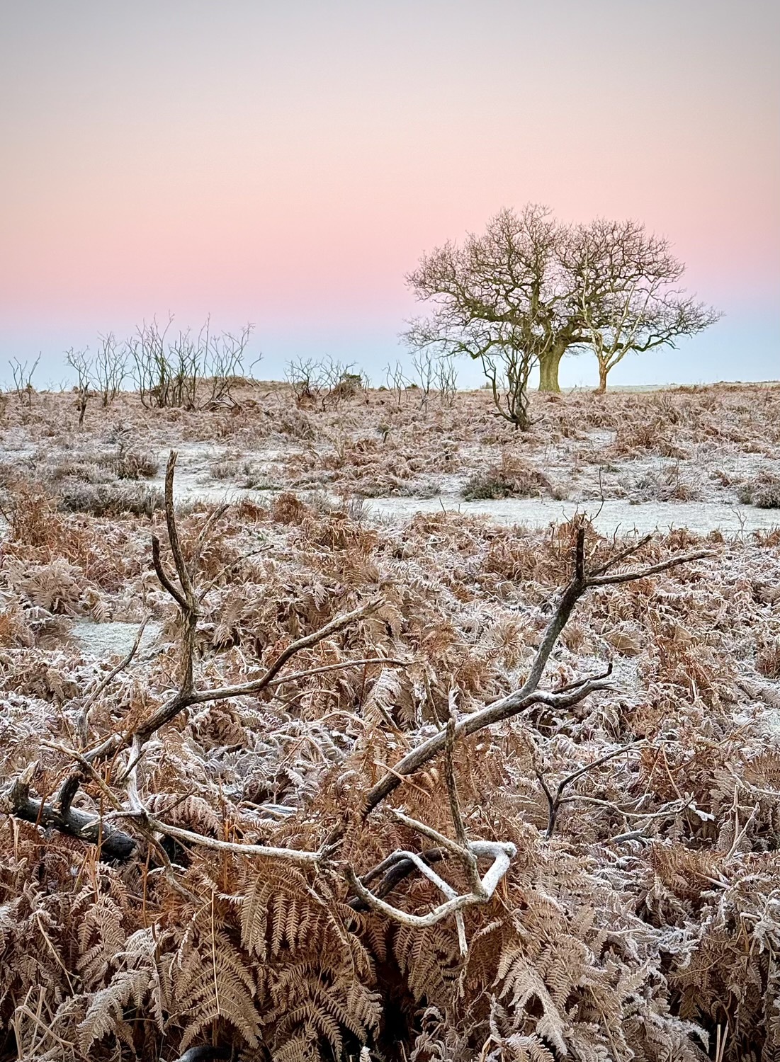 Sunrise near Mogshade pond in the New Forest in autumn, with a single tree, frost on the ground and a pink sky