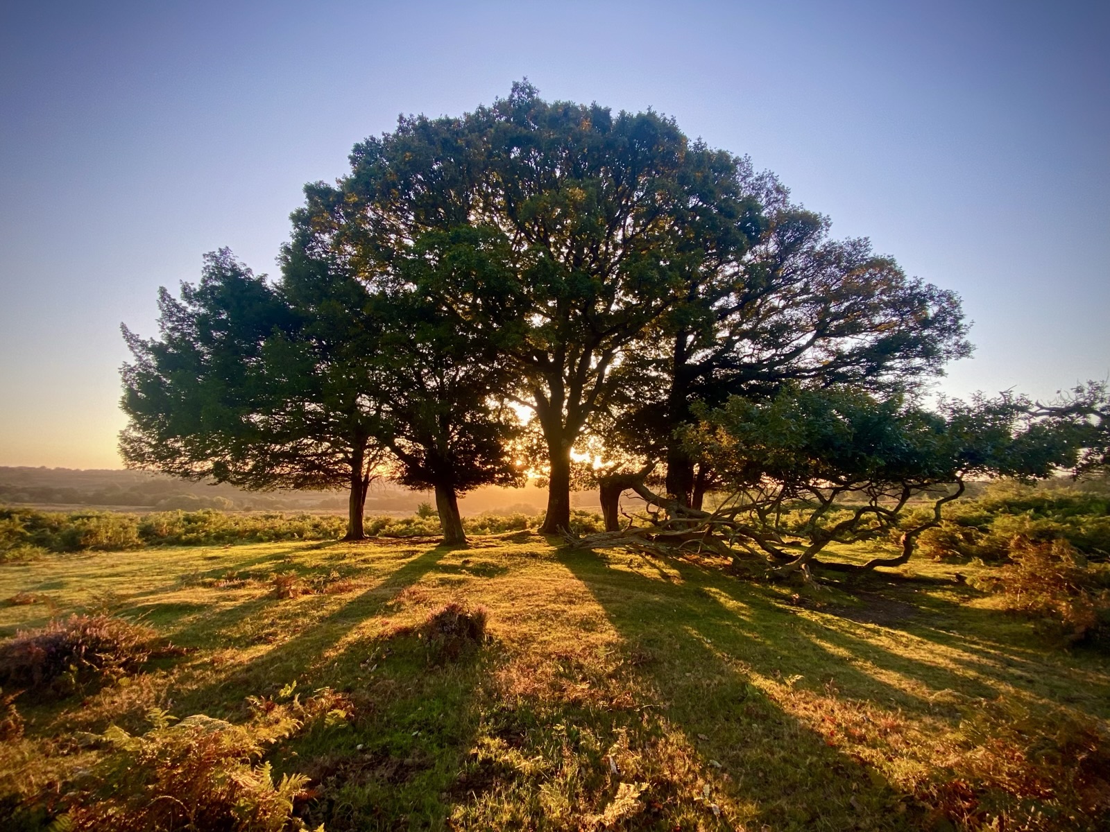 Sunrise near Mogshade Pond, New Forest