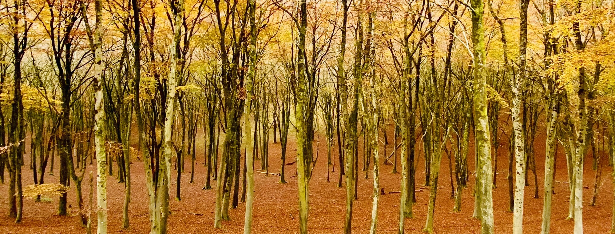 Silver birches, Melbury Hill Dorset, autumnal view with bronzed leaves on the ground