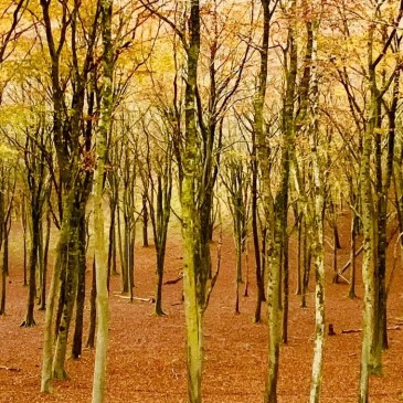 Silver birches, Melbury Hill Dorset, autumnal view with bronzed leaves on the ground