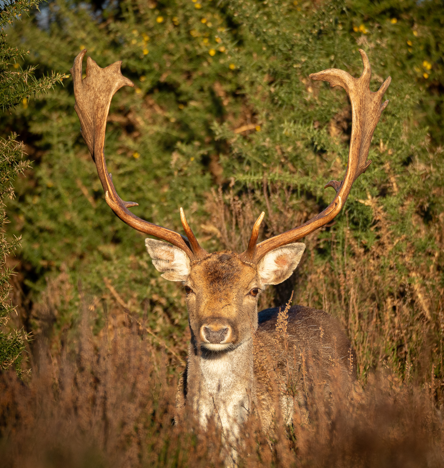 Photo of the head and neck of a mature fallow deer stag with large antlers, looking directly into the camera lens