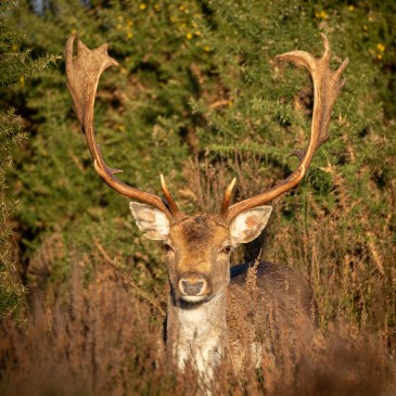 Photo of the head and neck of a mature fallow deer stag with large antlers, looking directly into the camera lens