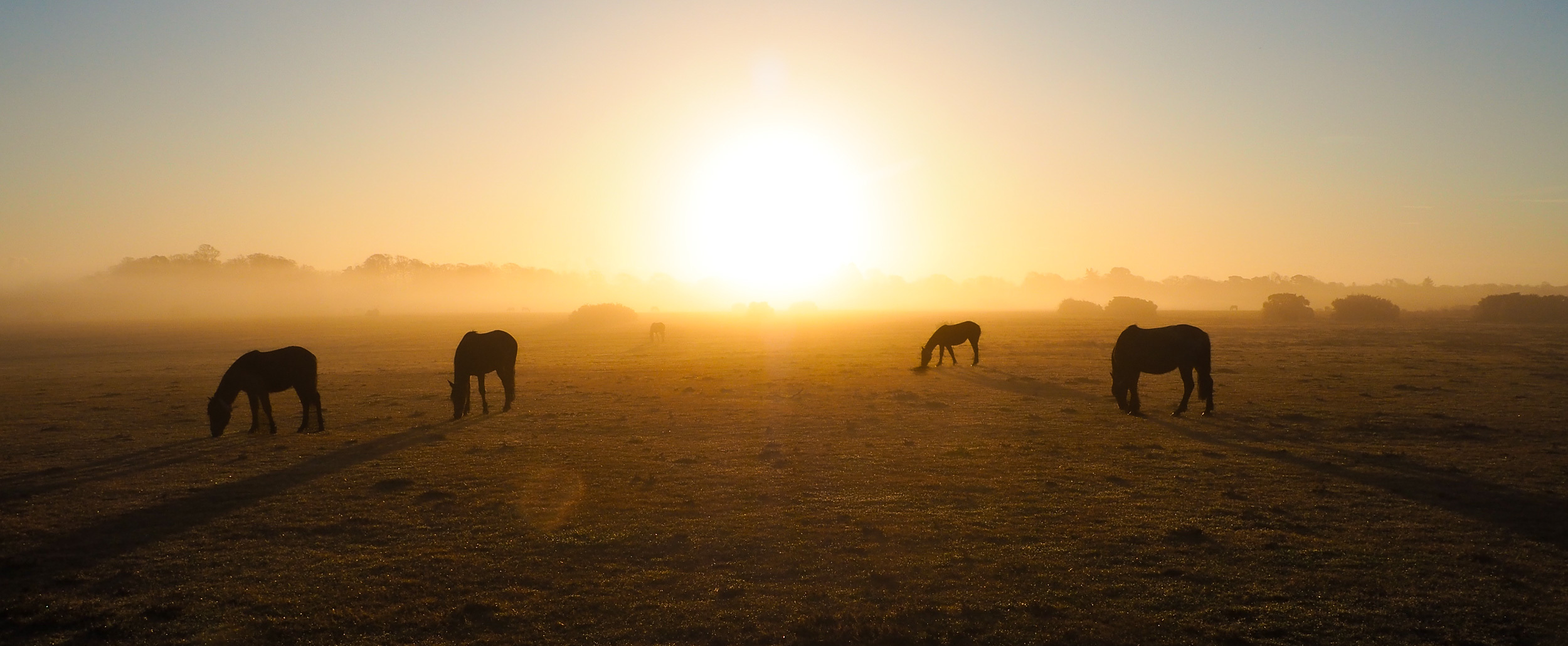 Photo of four ponies silhouetted against a bright golden sunrise, near Brockenhurst in The New Forest