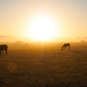Photo of four ponies silhouetted against a bright golden sunrise, near Brockenhurst in The New Forest