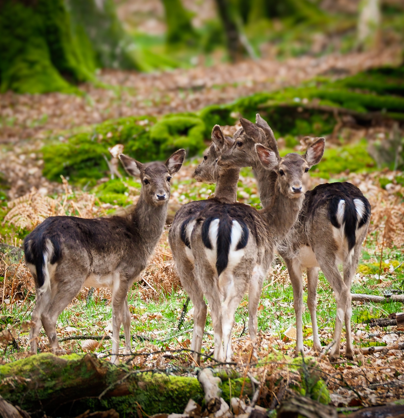 A group female fallow deer does looking warily in Bolderwood Seer Sanctuary, New Forest