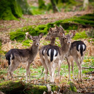 A group female fallow deer does looking warily in Bolderwood Seer Sanctuary, New Forest