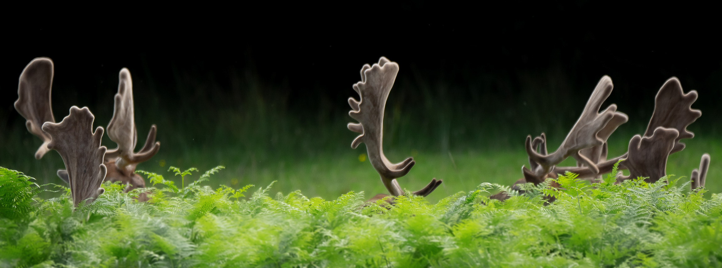 Photo of a row of large fallow deer antlers, with velvet covering, poking up above bright green bracken
