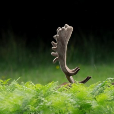 Photo of a row of large fallow deer antlers, with velvet covering, poking up above bright green bracken