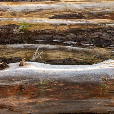 A pile of felled logs on a frosty morning, each log capped with frost