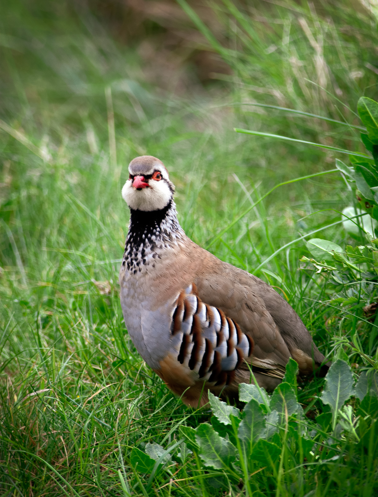 Red-legged grouse in long grass