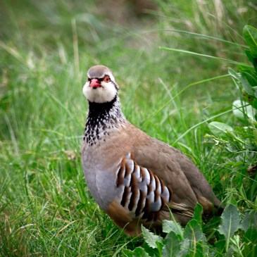 Red-legged grouse in long grass