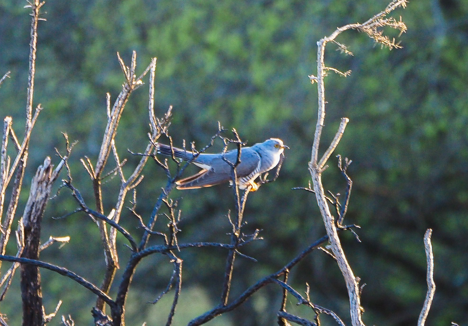 Cuckoo in New Forest