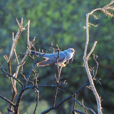Cuckoo in New Forest