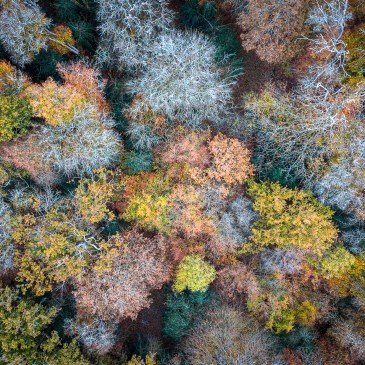 Drone view of autumnal tree colours from directly above
